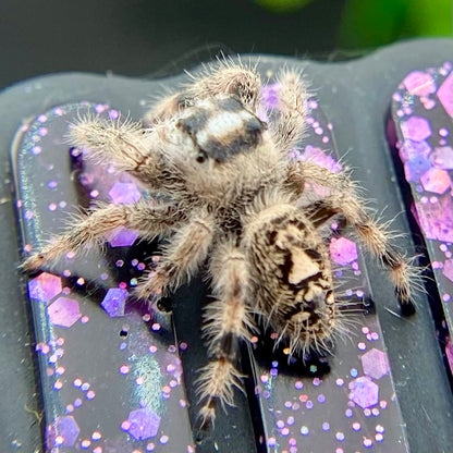 Unique Cream & White Regal Jumping Spider Female i9 - ELVIRA-1-39