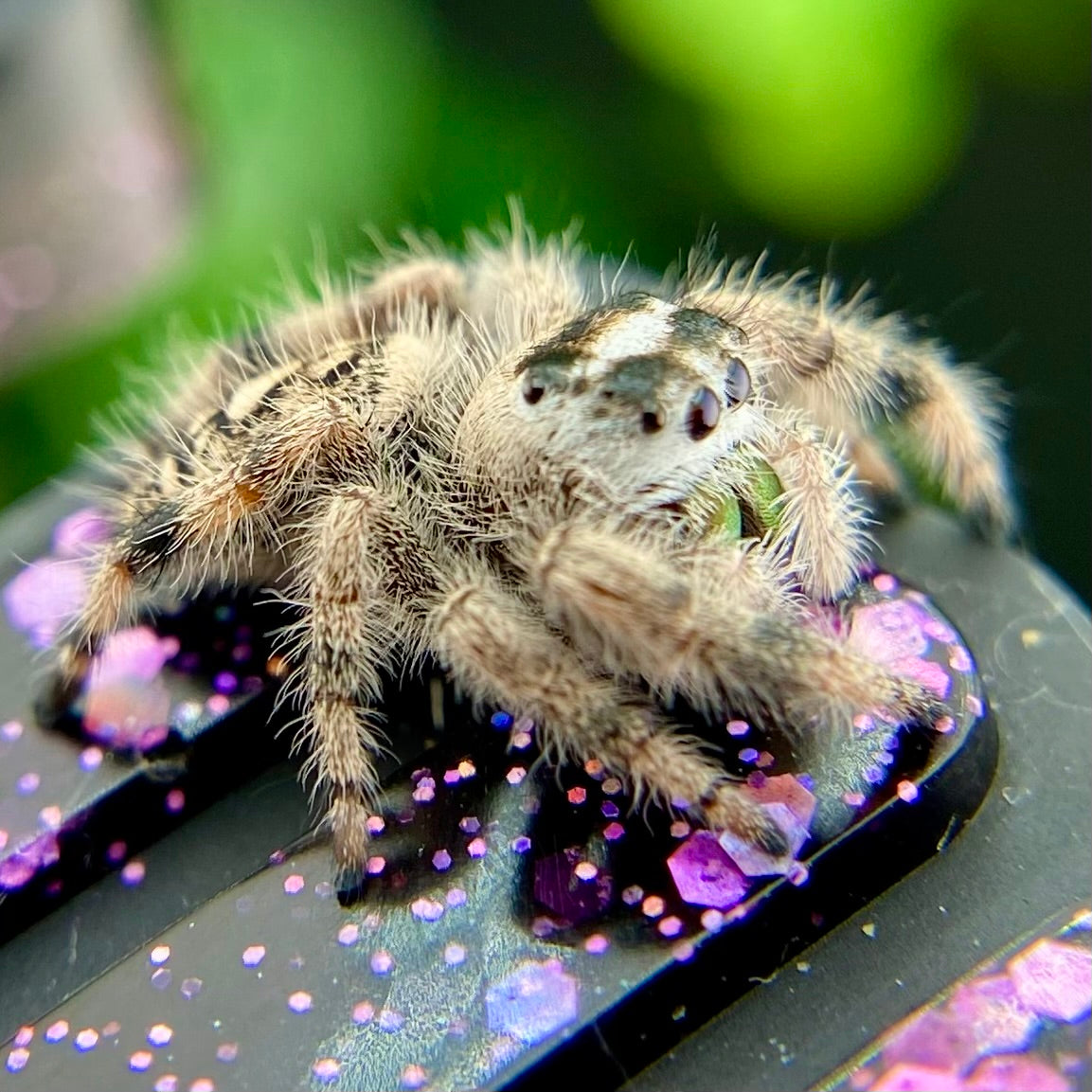 Unique Cream & White Regal Jumping Spider Female i9 - ELVIRA-1-39