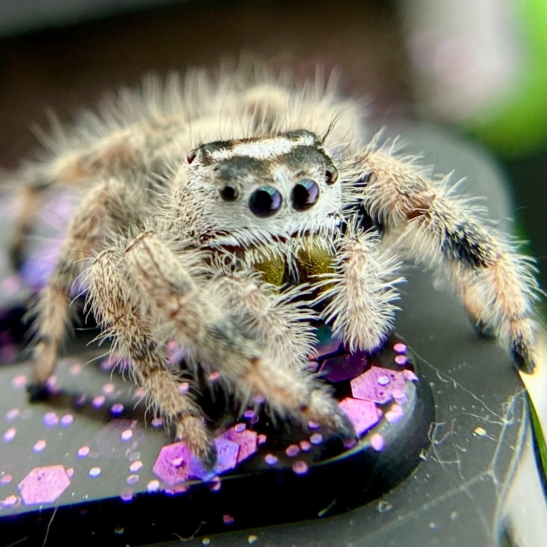 Unique Cream & White Regal Jumping Spider Female i9 - ELVIRA-1-39
