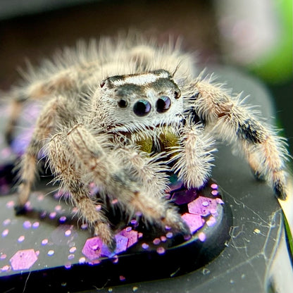 Unique Cream & White Regal Jumping Spider Female i9 - ELVIRA-1-39