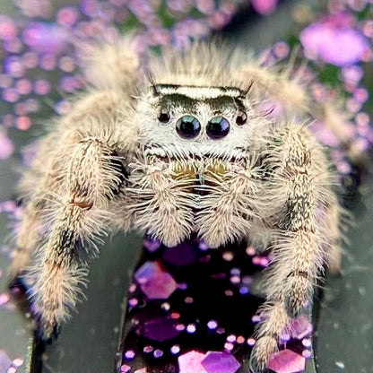 Unique Cream & White Regal Jumping Spider Female i9 - ELVIRA-1-39