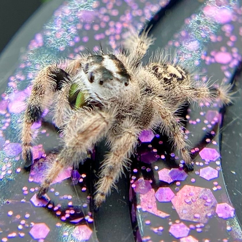 Unique Cream & White Regal Jumping Spider Female i9 - ELVIRA-1-39
