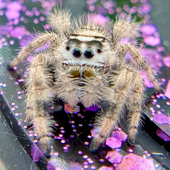 Unique Cream & White Regal Jumping Spider Female i9 - ELVIRA-1-39