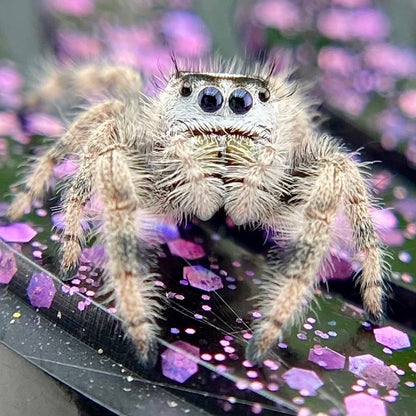Unique Cream & White Regal Jumping Spider Female i9 - ELVIRA-1-39