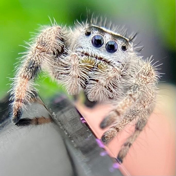Unique Cream & White Regal Jumping Spider Female i9 - ELVIRA-1-39