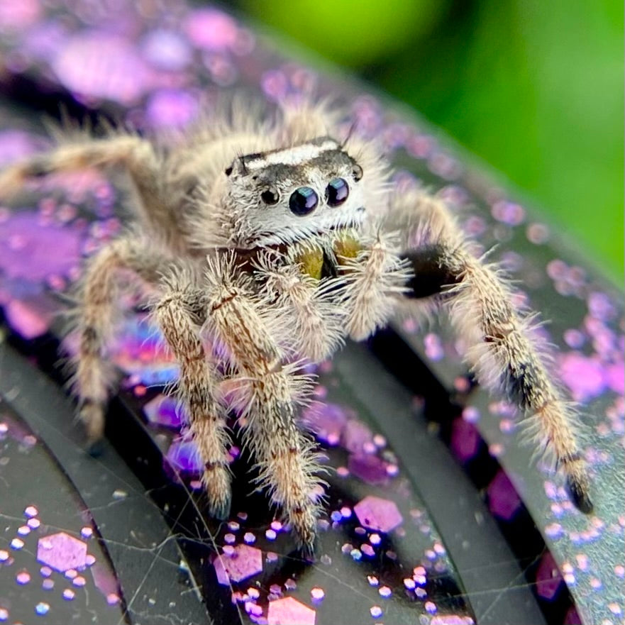 Unique Cream & White Regal Jumping Spider Female i9 - ELVIRA-1-39