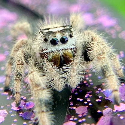 Unique Cream & White Regal Jumping Spider Female i9 - ELVIRA-1-39