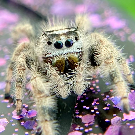Unique Cream & White Regal Jumping Spider Female i9 - ELVIRA-1-39
