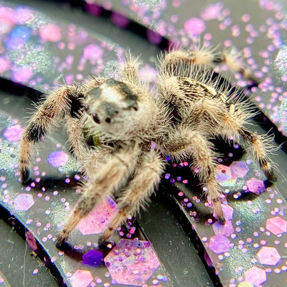 Unique Cream & White Regal Jumping Spider Female i9 - ELVIRA-1-39