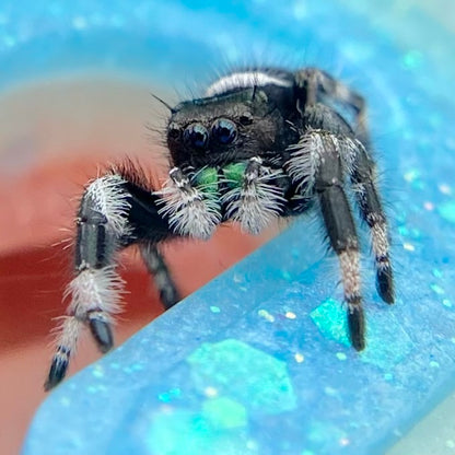 Regal Jumping Spider Male - i7 juvenile - ELVIRA-2-4