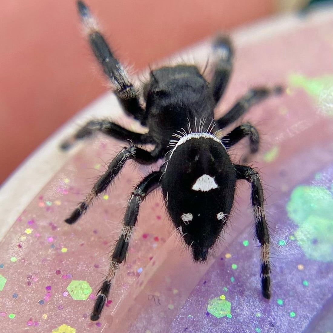 Regal Jumping Spider Male - i7 juvenile - ELVIRA-2-4