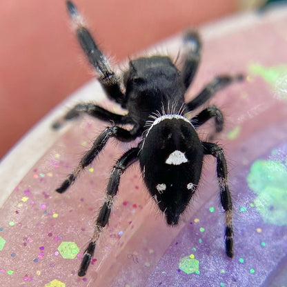 Regal Jumping Spider Male - i7 juvenile - ELVIRA-2-4