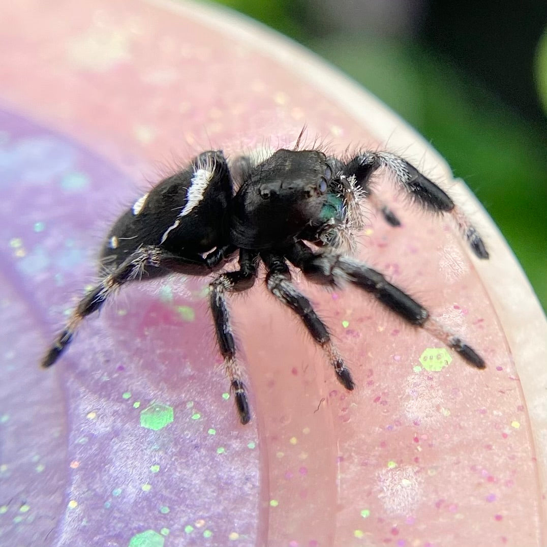 Regal Jumping Spider Male - i7 juvenile - ELVIRA-2-4