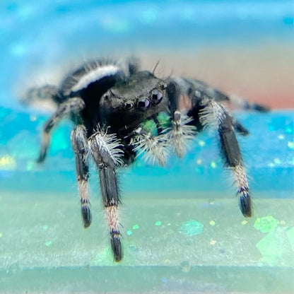 Regal Jumping Spider Male - i7 juvenile - ELVIRA-2-4