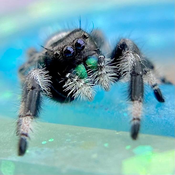 Regal Jumping Spider Male - i7 juvenile - ELVIRA-2-4