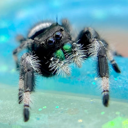 Regal Jumping Spider Male - i7 juvenile - ELVIRA-2-4
