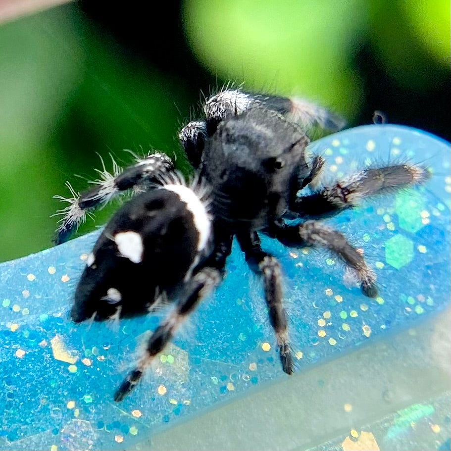 Regal Jumping Spider Male - i7 juvenile - ELVIRA-2-4