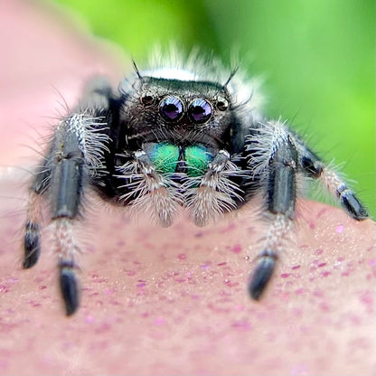 Regal Jumping Spider Male - Juvenile i7 - AURORA-1-5