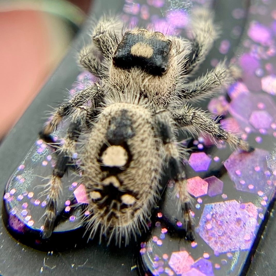 Regal Jumping Spider Female - Juvenile i8 - AUTUMN-1-11