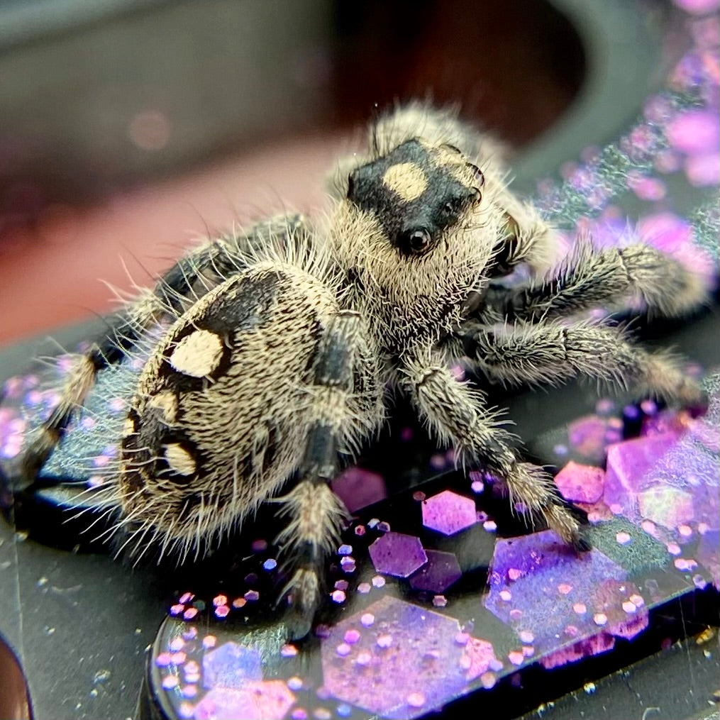 Regal Jumping Spider Female - Juvenile i8 - AUTUMN-1-11
