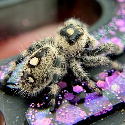 Regal Jumping Spider Female - Juvenile i8 - AUTUMN-1-11