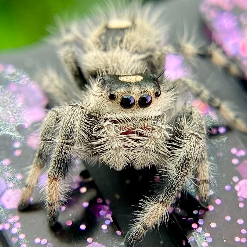 Regal Jumping Spider Female - Juvenile i8 - AUTUMN-1-11
