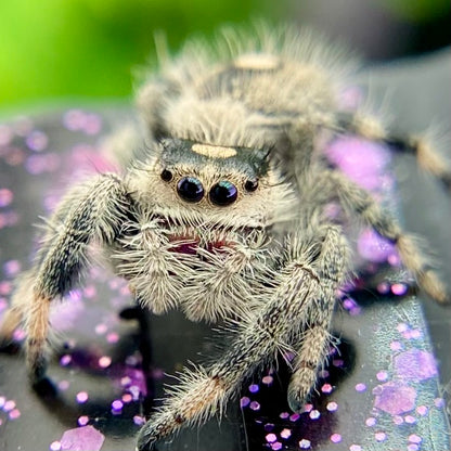 Regal Jumping Spider Female - Juvenile i8 - AUTUMN-1-11