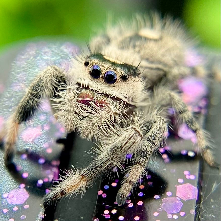 Regal Jumping Spider Female - Juvenile i8 - AUTUMN-1-11