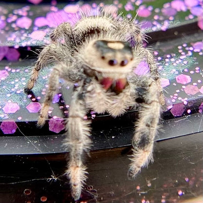 Regal Jumping Spider Female - Juvenile i8 - AUTUMN-1-11
