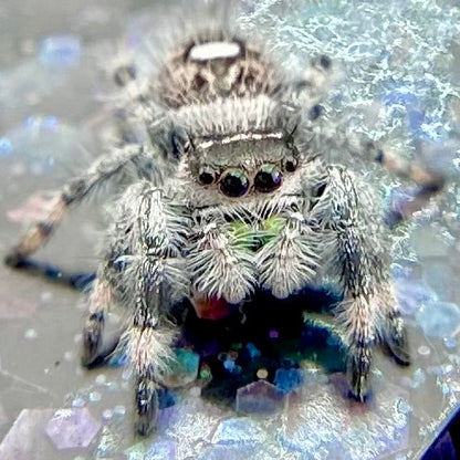 White Recessive Regal Jumping Spider Male i7 - PANDORA-2-21