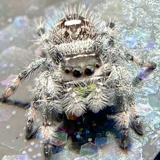 White Recessive Regal Jumping Spider Male i7 - PANDORA-2-21