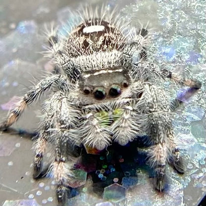White Recessive Regal Jumping Spider Male i7 - PANDORA-2-21
