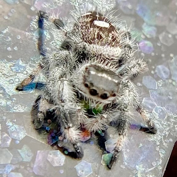 White Recessive Regal Jumping Spider Male i7 - PANDORA-2-21