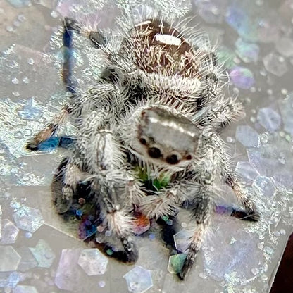 White Recessive Regal Jumping Spider Male i7 - PANDORA-2-21