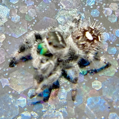White Recessive Regal Jumping Spider Male i7 - PANDORA-2-21