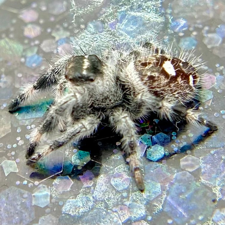 White Recessive Regal Jumping Spider Male i7 - PANDORA-2-21