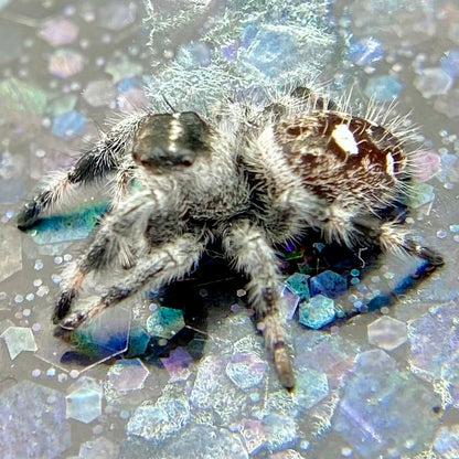 White Recessive Regal Jumping Spider Male i7 - PANDORA-2-21