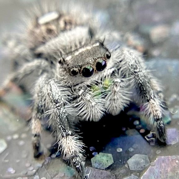 White Recessive Regal Jumping Spider Male i7 - PANDORA-2-21