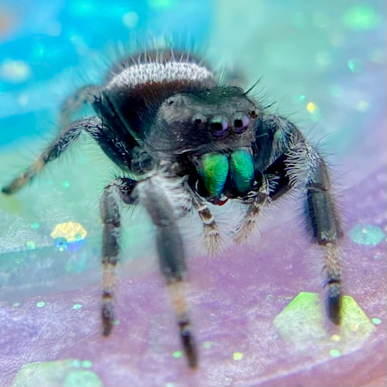 Regal Jumping Spider Male - Juvenile i7 - AUTUMN-1-43