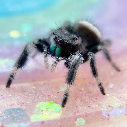 Regal Jumping Spider Male - Juvenile i7 - AUTUMN-1-43