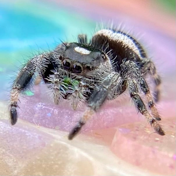 White Recessive Regal Jumping Spider Male i7 - ELVIRA-1-34