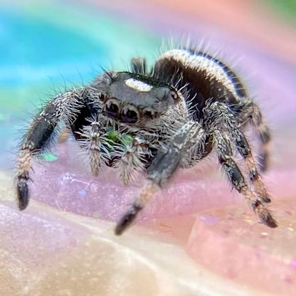 White Recessive Regal Jumping Spider Male i7 - ELVIRA-1-34
