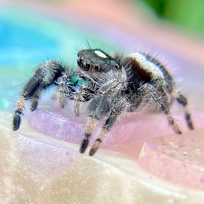 White Recessive Regal Jumping Spider Male i7 - ELVIRA-1-34