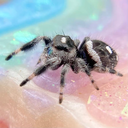 White Recessive Regal Jumping Spider Male i7 - ELVIRA-1-34
