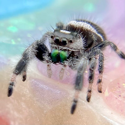 White Recessive Regal Jumping Spider Male i7 - ELVIRA-1-34