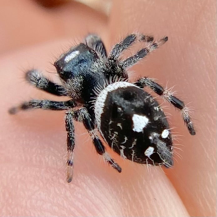 White Recessive Regal Jumping Spider Male i7 - ELVIRA-1-34