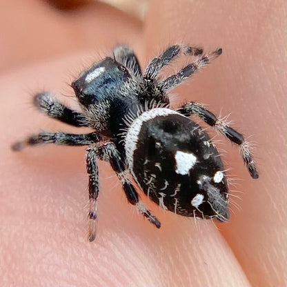 White Recessive Regal Jumping Spider Male i7 - ELVIRA-1-34