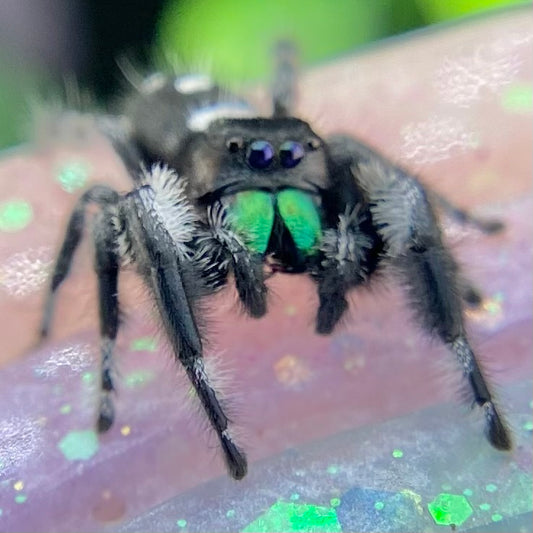 Mature Regal Jumping Spider Male - AURORA-1-19