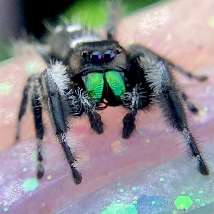 Mature Regal Jumping Spider Male - AURORA-1-19