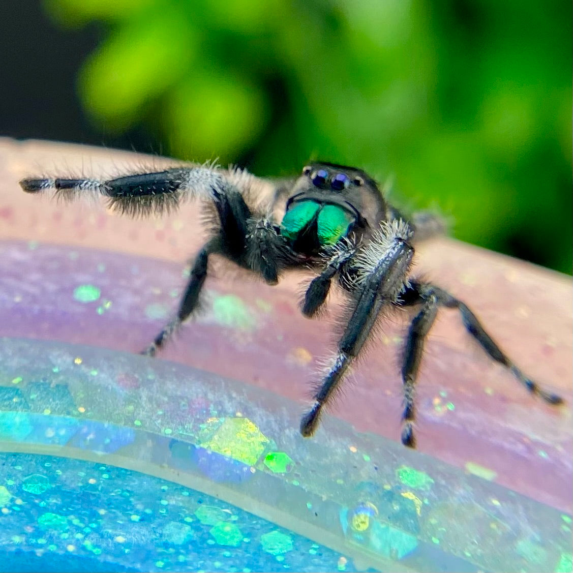 Mature Regal Jumping Spider Male - AURORA-1-19
